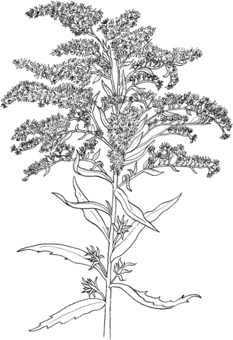 Solidago Or Goldenrod Coloring Page